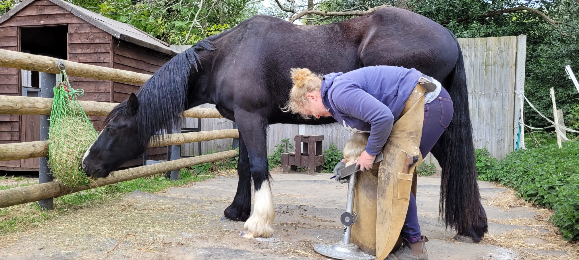 Camilla trimming a black horse