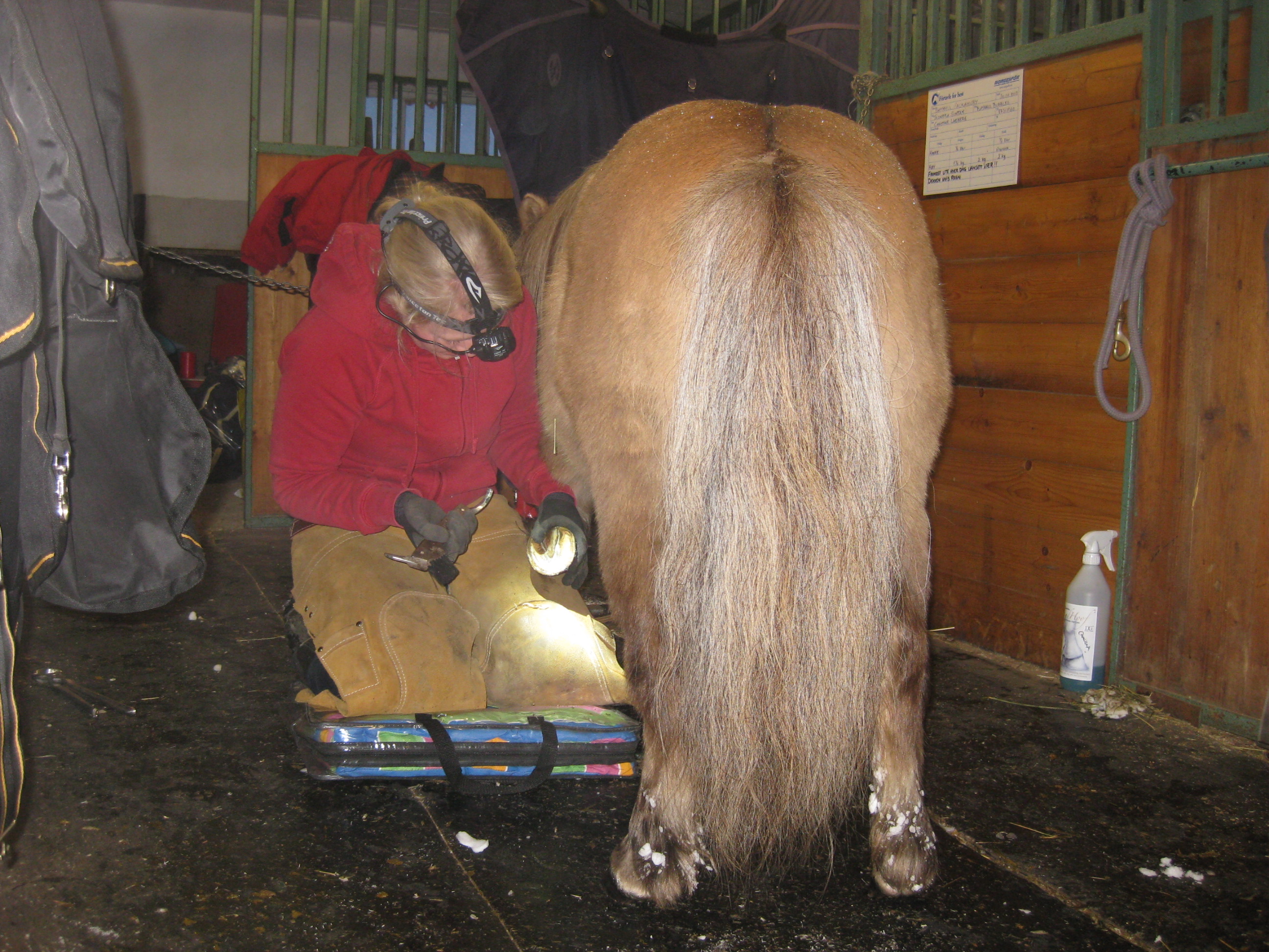 Camilla trimming a pony in the stable