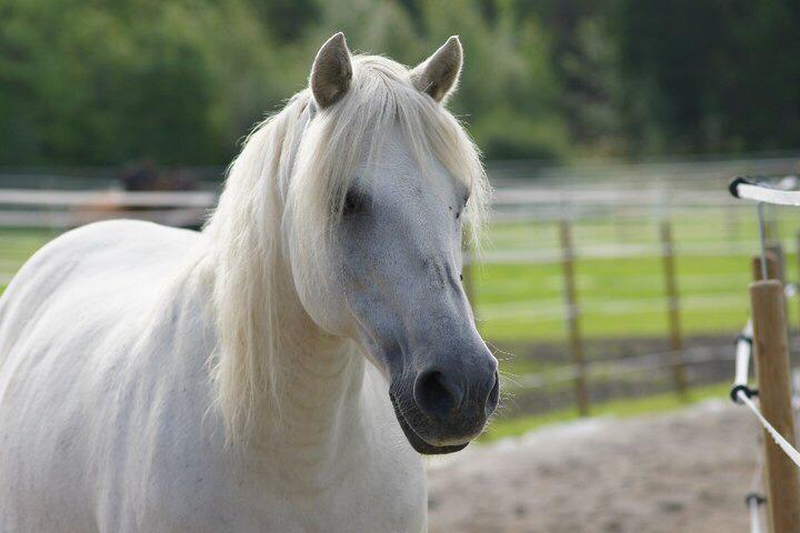 Beautiful white horse portrait